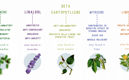 The Role of Terpenes in Cannabis: